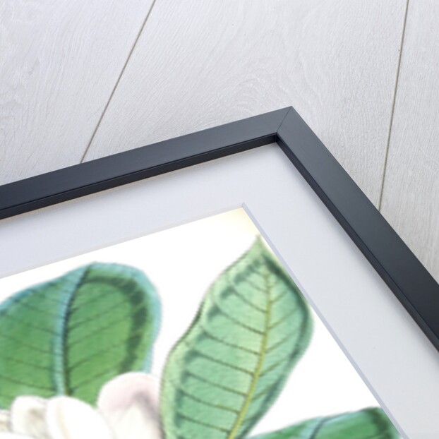 Talauma Hodgsoni, H.f. et T by Walter Hood Fitch