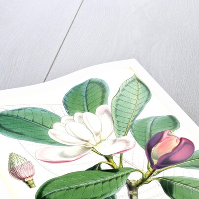 Talauma Hodgsoni, H.f. et T by Walter Hood Fitch