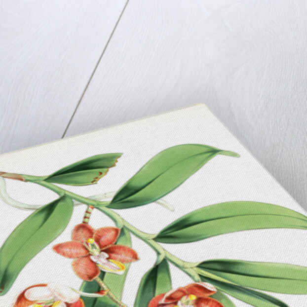 Vanda Cathcarti, Lindley by Walter Hood Fitch