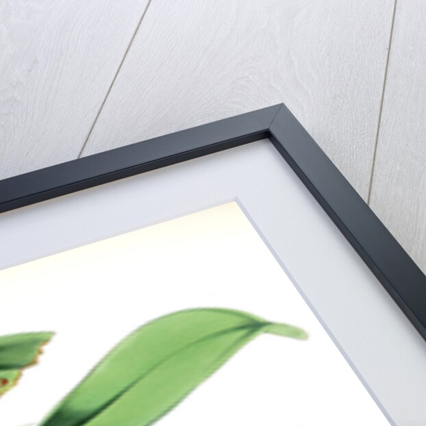 Vanda Cathcarti, Lindley by Walter Hood Fitch