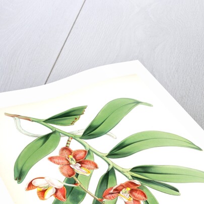 Vanda Cathcarti, Lindley by Walter Hood Fitch