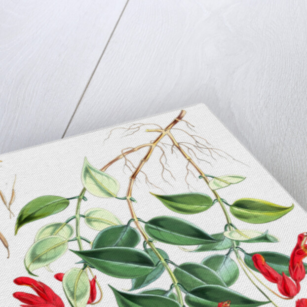 Aeschynanthus Peelii, H.f. & T by Walter Hood Fitch