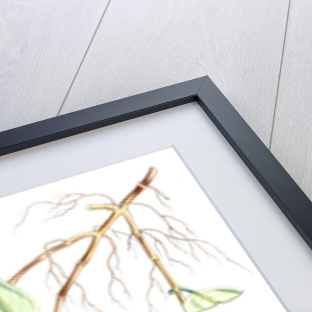 Aeschynanthus Peelii, H.f. & T by Walter Hood Fitch