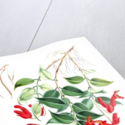 Aeschynanthus Peelii, H.f. & T by Walter Hood Fitch