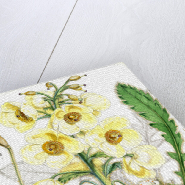 Meconopsis Nepalensis, dc by Walter Hood Fitch