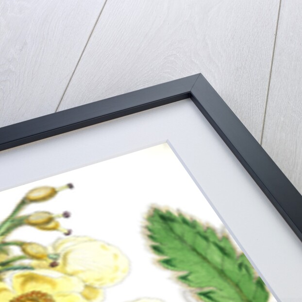 Meconopsis Nepalensis, dc by Walter Hood Fitch