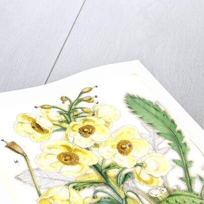 Meconopsis Nepalensis, dc by Walter Hood Fitch