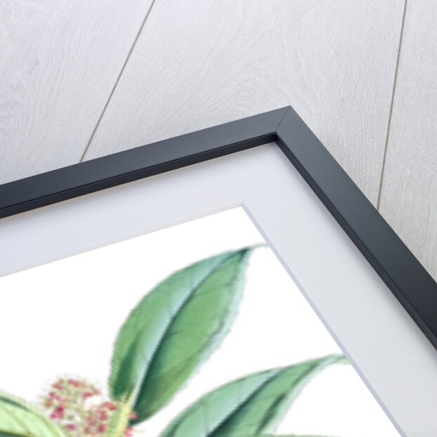 Aucuba Himalaica, H.f. et T by Walter Hood Fitch