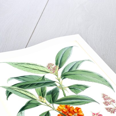 Aucuba Himalaica, H.f. et T by Walter Hood Fitch