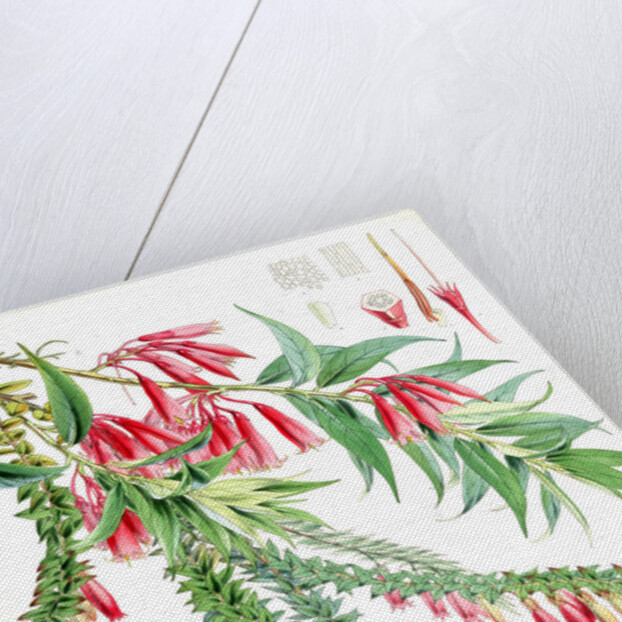 A. Vaccinium Salignum, H.f. et T.; B. Vaccinium Serpens, H.f. et T by Walter Hood Fitch