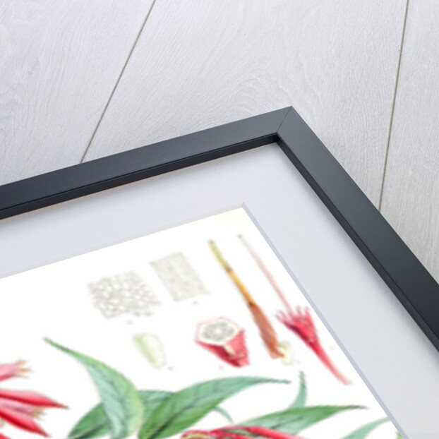 A. Vaccinium Salignum, H.f. et T.; B. Vaccinium Serpens, H.f. et T by Walter Hood Fitch