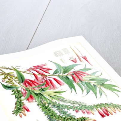 A. Vaccinium Salignum, H.f. et T.; B. Vaccinium Serpens, H.f. et T by Walter Hood Fitch