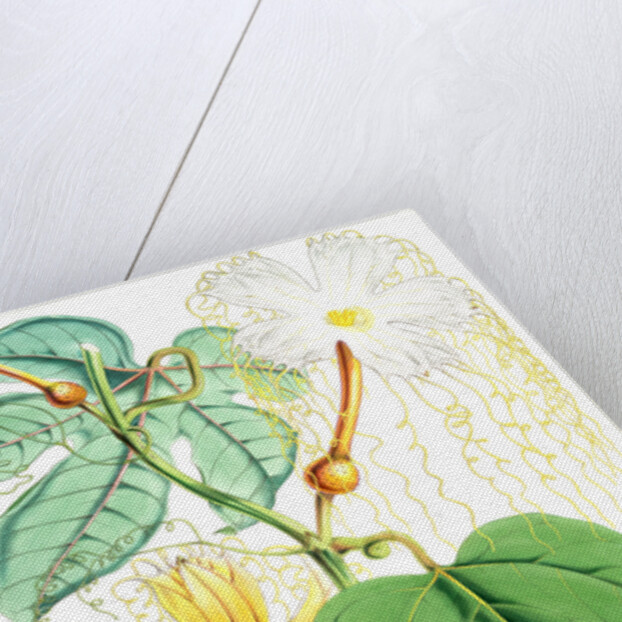 Hodgsonia Heteroclita, Hook. fil. et Thoms. (Female plant) by Walter Hood Fitch