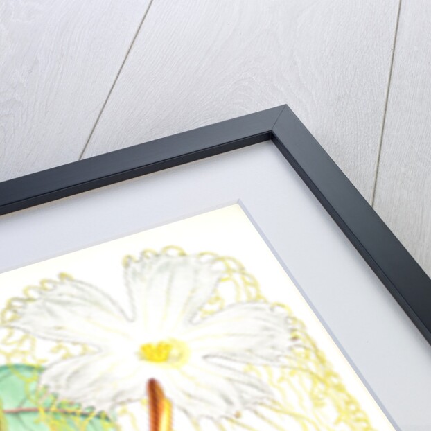 Hodgsonia Heteroclita, Hook. fil. et Thoms. (Female plant) by Walter Hood Fitch