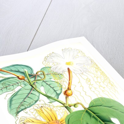 Hodgsonia Heteroclita, Hook. fil. et Thoms. (Female plant) by Walter Hood Fitch