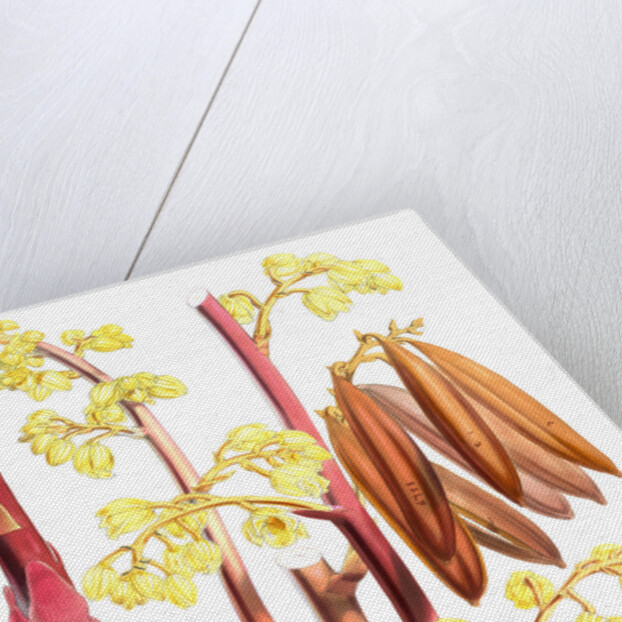 Cyrtosia Lindleyana, H.f. & T by Walter Hood Fitch