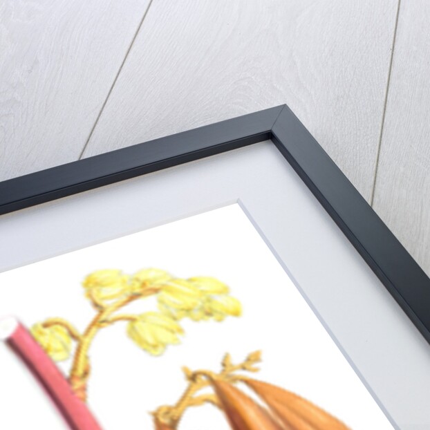 Cyrtosia Lindleyana, H.f. & T by Walter Hood Fitch