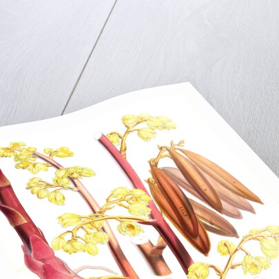 Cyrtosia Lindleyana, H.f. & T by Walter Hood Fitch