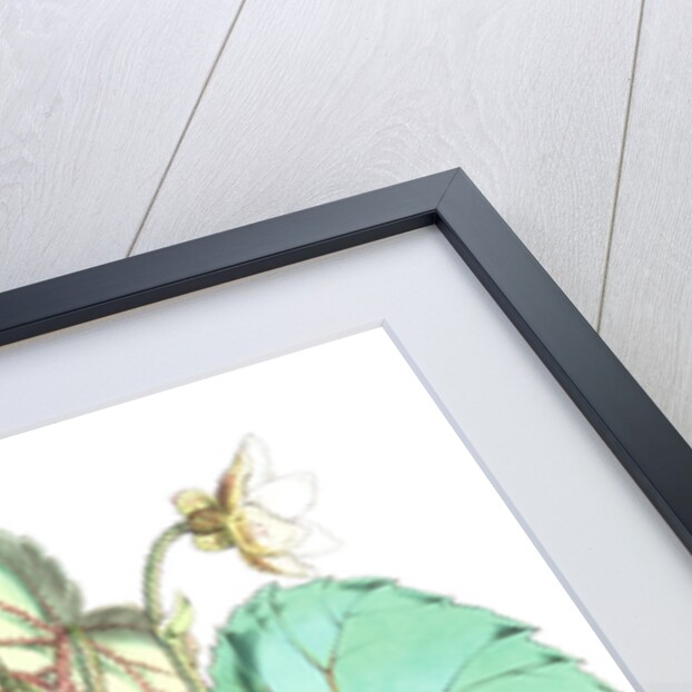 Begonia Cathcartii, H. f. et T by Walter Hood Fitch