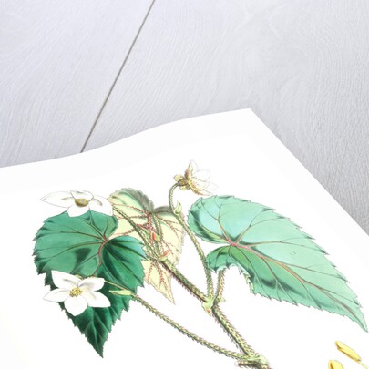 Begonia Cathcartii, H. f. et T by Walter Hood Fitch