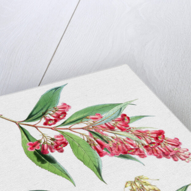 Buddleia Colvilei, H.f. & T by Walter Hood Fitch