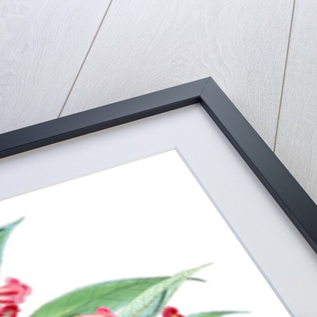 Buddleia Colvilei, H.f. & T by Walter Hood Fitch