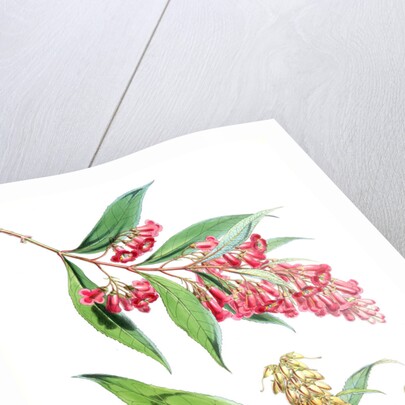 Buddleia Colvilei, H.f. & T by Walter Hood Fitch