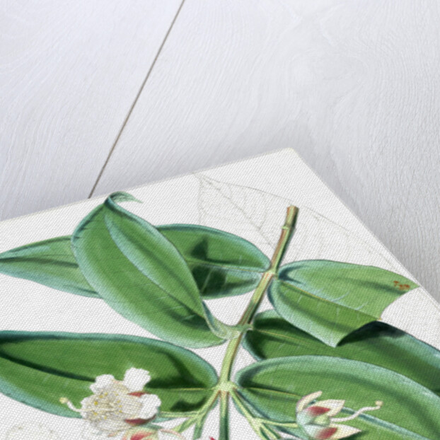 Duabanga Sonneratioides, Ham by Walter Hood Fitch