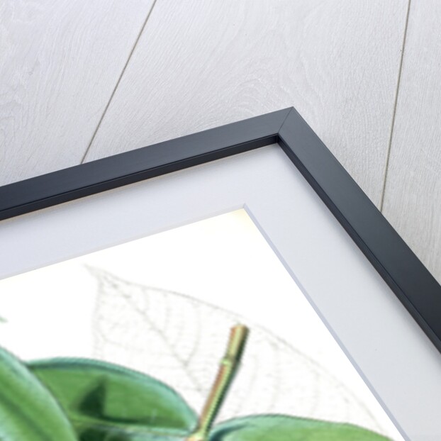 Duabanga Sonneratioides, Ham by Walter Hood Fitch