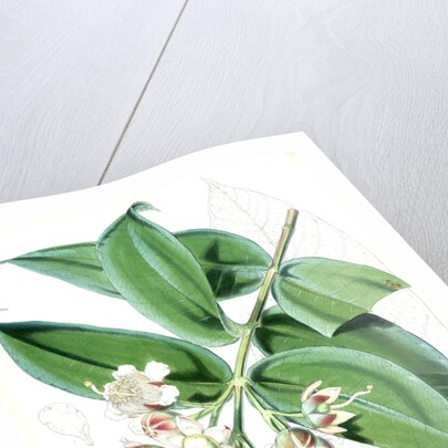 Duabanga Sonneratioides, Ham by Walter Hood Fitch