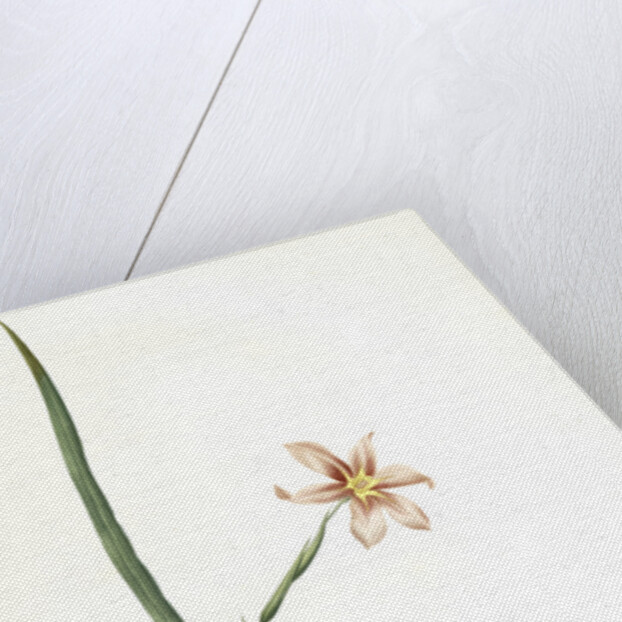 Sisyrinchium elegans, Homeria collina; Sisrynche élégant; Homeria, One-leaved cape tulip by Pierre Joseph Redouté