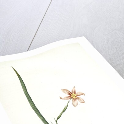 Sisyrinchium elegans, Homeria collina; Sisrynche élégant; Homeria, One-leaved cape tulip by Pierre Joseph Redouté