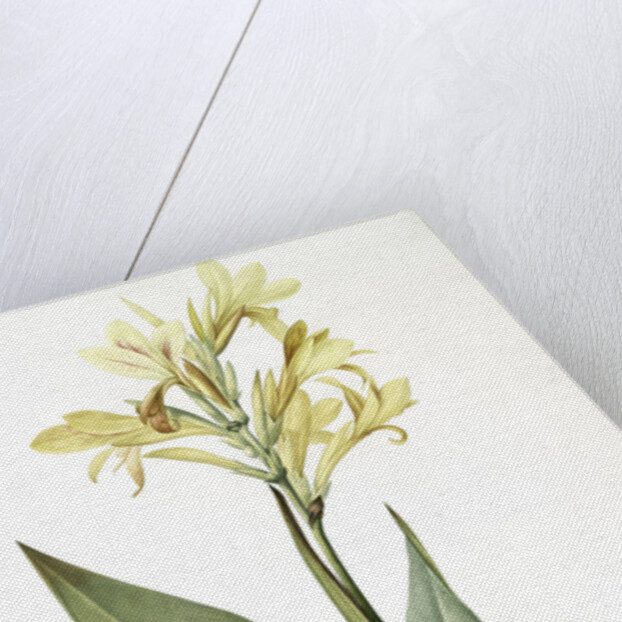 Canna glauca, Balisier glauque, Maraca Amarilla; Louisianna Canna by Pierre Joseph Redouté