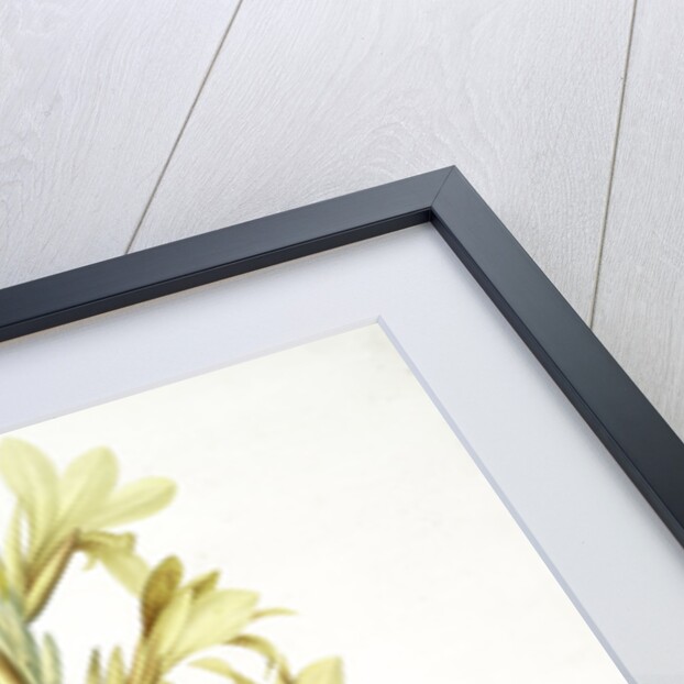 Canna glauca, Balisier glauque, Maraca Amarilla; Louisianna Canna by Pierre Joseph Redouté