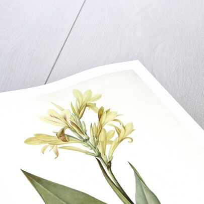 Canna glauca, Balisier glauque, Maraca Amarilla; Louisianna Canna by Pierre Joseph Redouté