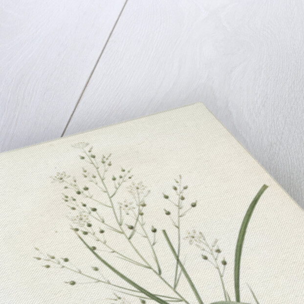 Phalangium ramosum, Anthericum ramosum; Phalangère rameuse, Spider wort by Pierre Joseph Redouté