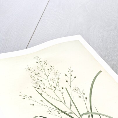 Phalangium ramosum, Anthericum ramosum; Phalangère rameuse, Spider wort by Pierre Joseph Redouté