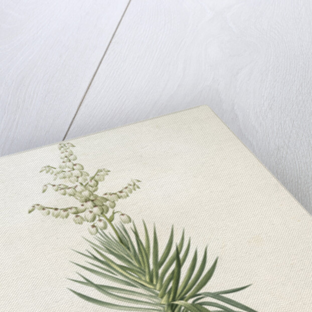 Yucca aloifolia, Yucca feuilles entieres; Palm Lily or Spanish Dagger by Pierre Joseph Redouté