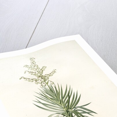 Yucca aloifolia, Yucca feuilles entieres; Palm Lily or Spanish Dagger by Pierre Joseph Redouté