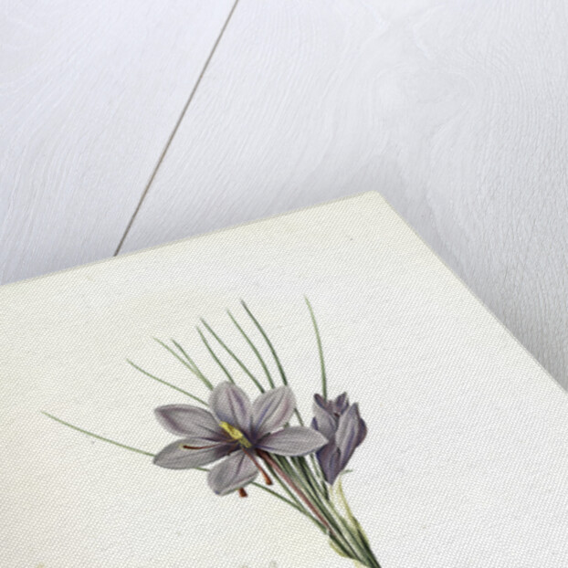 Crocus sativus, Safran cultivé; Saffron Crocus by Pierre Joseph Redouté