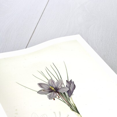 Crocus sativus, Safran cultivé; Saffron Crocus by Pierre Joseph Redouté