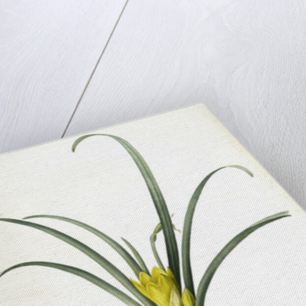 Amaryllis lutea, Sternbergia lutea; Amaryllis jaune, Yellow Amaryllis by Pierre Joseph Redouté