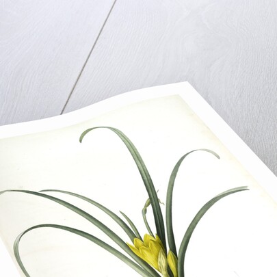 Amaryllis lutea, Sternbergia lutea; Amaryllis jaune, Yellow Amaryllis by Pierre Joseph Redouté