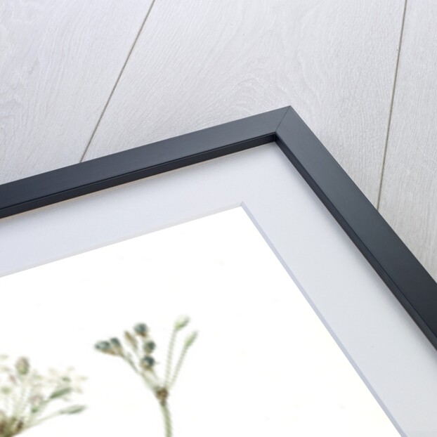 Allium fragrans, Ail parfumé, Fragrant onion by Pierre Joseph Redouté