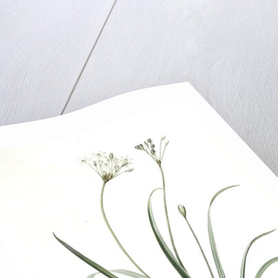 Allium fragrans, Ail parfumé, Fragrant onion by Pierre Joseph Redouté