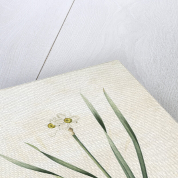 Narcissus biflorus, Narcisse à deux fleurs; Primrose Perless by Pierre Joseph Redouté