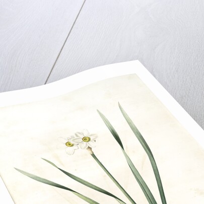 Narcissus biflorus, Narcisse à deux fleurs; Primrose Perless by Pierre Joseph Redouté