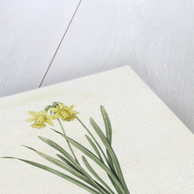 Narcissus minor, Narcissus Pseudo-Narcissus; Narcissus petit, Common Daffodil by Pierre Joseph Redouté