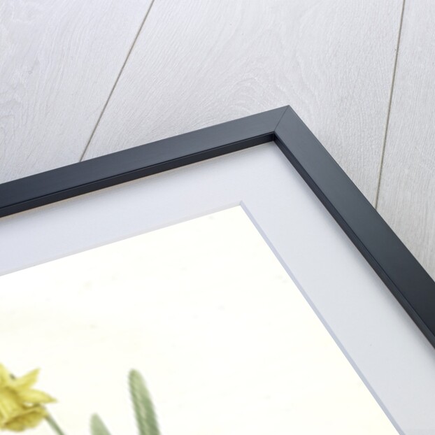 Narcissus minor, Narcissus Pseudo-Narcissus; Narcissus petit, Common Daffodil by Pierre Joseph Redouté