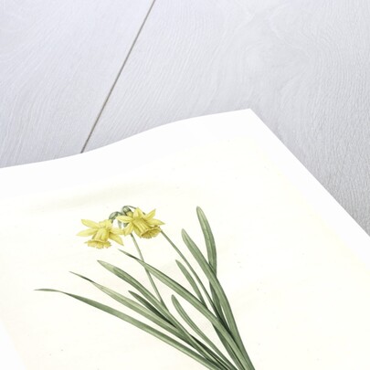 Narcissus minor, Narcissus Pseudo-Narcissus; Narcissus petit, Common Daffodil by Pierre Joseph Redouté